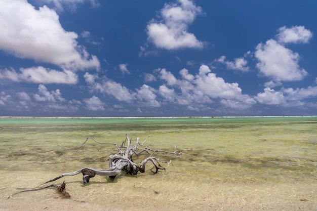 o-ramo-de-arvore-velho-saiu-em-Lencois-Maranhenses-Voce-Precisa-Conhecer Lençóis Maranhenses: Você Precisa Conhecer